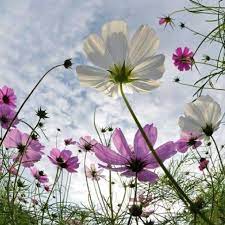 Wish I Was Laying In A Field Of Flowers Cosmos Flowers Beautiful Flowers Pretty Flowers