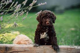 Da just auch in dem moment auch die vorfälle begannen. Lagotto Romagnolo Steckbrief Charakter Pflege Haltung