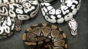 The black and white soldiers from star wars. Pure Black And White Ball Python Youtube