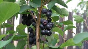 Image result for indiánská borůvka obrázek