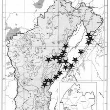 Image result for Dictyophleba ochracea