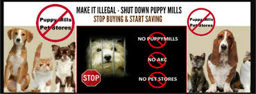 Larger breeds are often senior when they are 5 if we think like a dog, here's how a dog's age compares to a human's age! Make It Illegal To Sell Dogs Puppies In Pet Stores Home Facebook