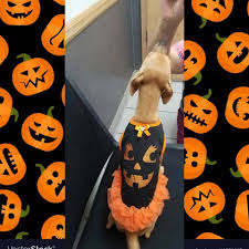 16950 via tazon san diego, ca 92127. Rancho San Diego Animal Hospital Home Facebook