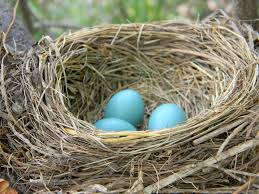 Although it can be tempting to knock down an unwanted bird nest with a broom or blast of water from a hose, the migratory bird treaty act of 1918 protects most birds, their eggs, and their nests from being killed or destroyed. Nest And Egg Identification Resources The Infinite Spider