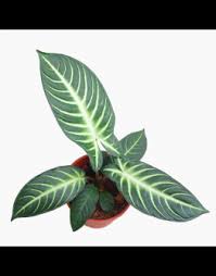 Physan 20 is a broad range disinfectant, fungicide, virucide & algaecide which effectively controls a wide variety of pathogens on hard surfaces & plants. Fsdshdk H9 Tom
