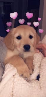 We did not find results for: Follow My Pinterest Aynz Aynz Follow Pinterest Snapchat Susse Hunde Niedliche Tierbilder Hunde