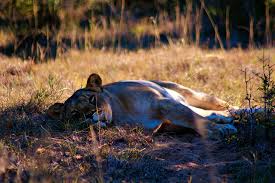 Now that you've gone through the steps of how to become a professional organizer, it's time to get to work. Apprentice Field Guide Course In South Africa Natucate