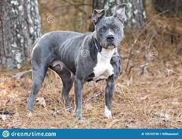 I believe that we will win (world anthem). Weibliche Graue Und Weisse Blauose American Pitbull Terrier Bulldog Mit Rosa Nase An Der Leine Stockfoto Bild Von Erschrocken Recently 165745196