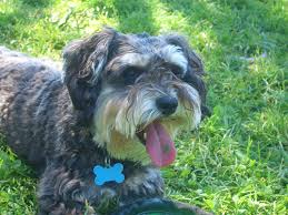 Available in mini and giant. How Much Does A Schnoodle Cost Howmuchisit Org