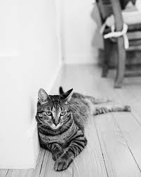 Black And White Striped Cat Black And White Petphotographer Furbaby Cat Dog Pets Catsofinstagram Stripes Blackandwhite Loungingar Striped Cat Pet Photographer Animals