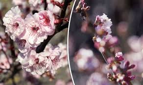 Good dwarf small weeping cherry blossom trees for small gardens. Alan Titchmarsh On Growing Autumn Flowering Cherry Express Co Uk