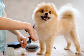 Check spelling or type a new query. Six Ways To Teach Your Pet To Like Bath Time Martha Stewart