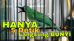 Check spelling or type a new query. Suara Panggilan Cucak Hijau Jantan Untuk Mamancing Cucak Ijo Lain Berbunyi By Cuyex Prasetyo