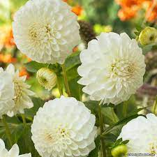 Boom Boom White Ball Dahlia Bulb Flowers Dahlia Garden Soil