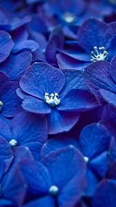 Hortensia Blue Flower Wallpaper Blue Flowers Blue Hydrangea