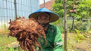 Setelah mengetahui asal tanaman porang, persiapan lahan tanamnya juga perlu dipahami. 2y Kdepngq6 Om