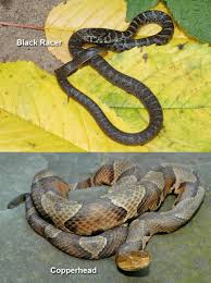 Black And Yellow Snake North Texas Copperhead Snake Pictures Baby Black Copperhead Snake Black Garden Small Garden Arbour Persian Garden