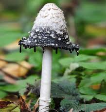 Black And White Mushroom 26 Magical Mushrooms You Wont See Every Day Stuffed Mushrooms Wild Mushrooms Fungi