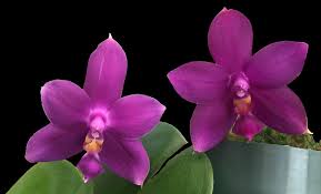 Image result for Indigofera oxalidea