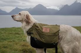 Établissant un modèle de certificat sanitaire pour les mouvements non commerciaux de chiens, de chats et de furets en provenance de pays tiers et entrant dans la communauté. Anivetvoyage Certificat Sanitaire International