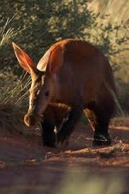 Africa S Most Unusual And Under Appreciated Animals Weird Animals Unusual Animals Unique Animals