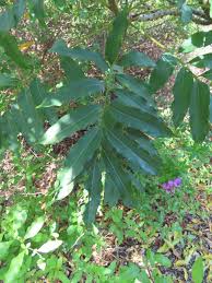 Image result for Ekebergia