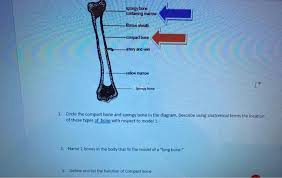 Long bone model / the musculoskeletal system is comprised of bones and connective tissue structures, such as cartilage, ligaments, and tendons. Solved Spongy Bone Containing Marrow Fibrous Sheath Com Chegg Com