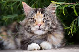 Breeder of traditional burmese cats 10 miles outside dc. Top 7 Largest Cat Breeds Choosing The Right Cat For You Cats Guide Omlet Uk