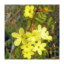 Image result for Jasminum