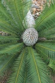 Image result for Dioon