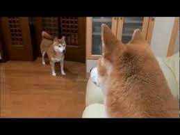 飼い主にすがりつく柴犬いちご shiba inu hugging to owner youtube 柴犬 イヌ やきもち