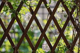 Maybe you would like to learn more about one of these? Different Uses For Trellis In The Garden The Fencestore Blog