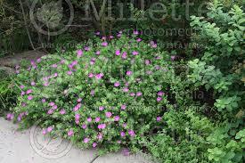 Large selection & free shipping. Geranium New Hampshire Purple Cranesbill