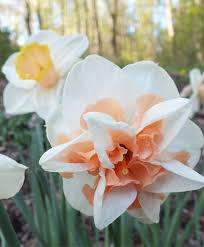 Narcissus Delnashaugh Double Narcissi Narcissi Flower Bulb Index Bulb Flowers Pansies Flowers Narcissus Flower