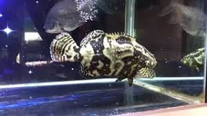 Best Of Freshwater Grouper Fish Free Watch Download Todaypk
