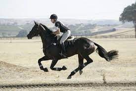 Maybe you would like to learn more about one of these? Galloping Hard And Fast 3 Day Eventing Horses Cute Horses Horse Love
