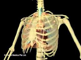 So many sytems features the outrageous organisms from crappyteacher's hit song cells cells with new. Skeletal And Muscular System Jr Animated Atlas Of Human Anatomy Physiology Skeletal And Muscular System Human Anatomy And Physiology Science For Kids