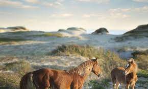 See Wild Horses Roam Free On The North Carolina Coast Visitnc Com
