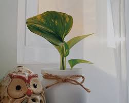 Simply pour it on the plant and collect money. Is It Bad Luck To Buy Your Own Money Tree 9 Facts About The Money Tree Plant Financial Market News