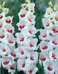 Pin On Gladiolus