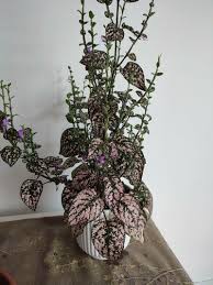 Image result for Hypoestes