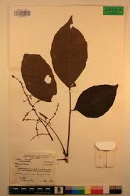 Image result for Lannea welwitschii