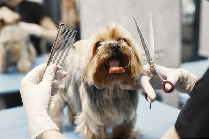 9 Dog Grooming Services in Kuala Lumpur (KL) 2025