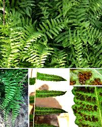 Image result for Ampelopteris prolifera