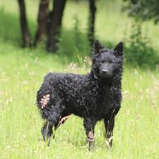 Below is a list of breeders that have chosen to list their puppies on our site. Croatian Sheepdog Home Facebook