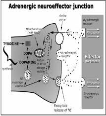 Autonomic Nervous System I Ii Iii Flashcards Quizlet