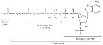 It has a role as an effector, a coenzyme, an acetyl coa participates in the biosynthesis of fatty acids and sterols, in the oxidation. 18 3 Overview Of Stage Ii Of Catabolism Chemistry Libretexts