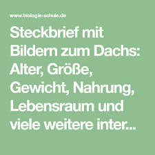 Steckbrief Mit Bildern Zum Dachs Alter Grosse Gewicht Nahrung Lebensraum Und Viele Weitere Interessante Informationen Zum Da Steckbrief Nahrung Hirschkafer
