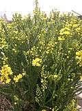 Image result for Euryops subcarnosus
