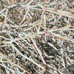 Image result for Cadaba aphylla